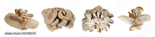 oyster mushroom isolated on white background