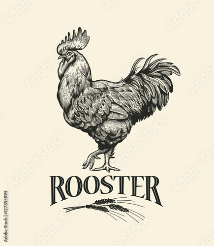 Illustration of the cock in Vintage engraving style. Rooster grunge label. Sticker image for the farms and manufacturing depicting rooster. Grunge label for the chicken product.