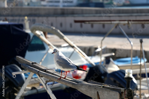 Seagull standing on a small fishing boat in a port. Selective focus. 