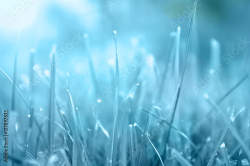 Grass. Abstract blue background made from natural herbs with dew drops closeup. Sun. Soft Focus. Abstract Nature Background