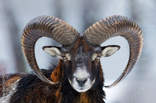 Winter portrait of big forest animal. Mouflon, Ovis orientalis, forest horned animal in nature habitat. Close-up portrait of mammal with big horn, Czech Republic. Wild sheep in the snow. Cold winter.