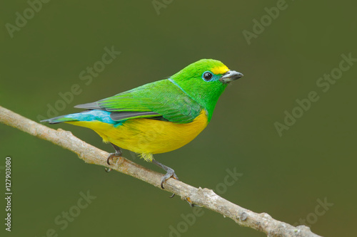 Blue-naped Chlorophonia, Chlorophonia cyanea, exotic tropic green song bird form Colombia. Wildlife from South America. Green and yellow sitting on the branch. Birdwatching in Colombia