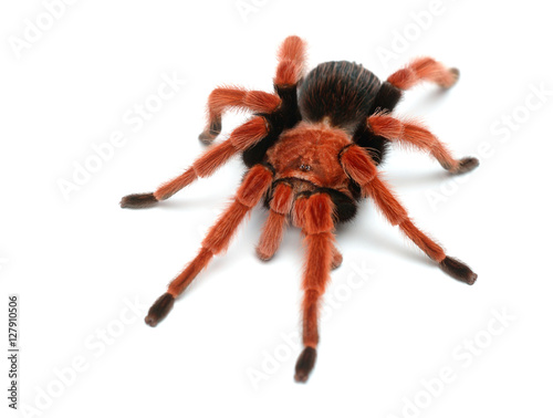 Birdeater tarantula spider Brachypelma boehmei isolated over white. Bright red colourful giant arachnid.