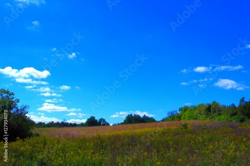 Kentucky Meadow