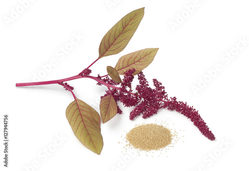 Twig with amaranth flowers and a heap of seeds