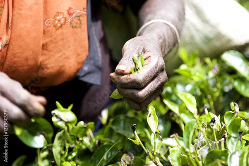 picking tea leaves at a tea plantation 