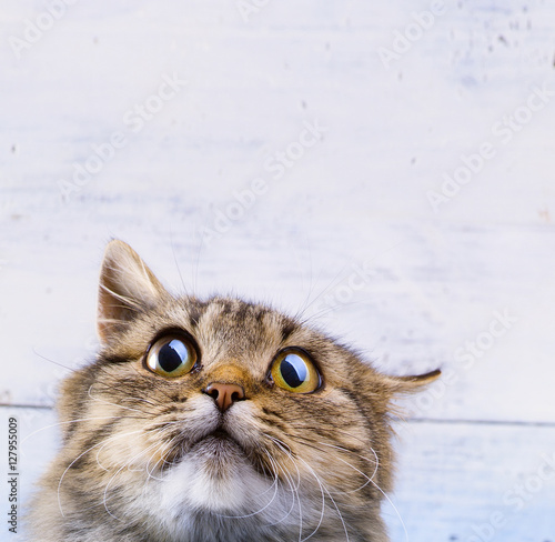 frightened and surprised Gray cat looking up with wide-open eyes