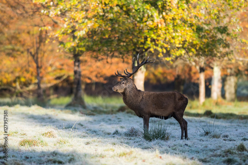 Large majestic red deer stag standing tall in the golden winter morning sunlight