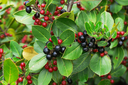 Alaterno (Rhamnus alaternus) rami con bacche nere