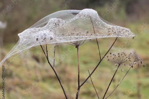 Spider webs and spiders on vegetation after floods. Rising water levels force spiders to retreat from grass to higher plants, covering them in silk, on UK farmland