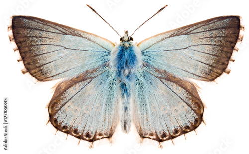 The butterfly Chalkhill blue or Polyommatus coridon. Beautiful blue butterfly family Lycaenidae isolated on white background, dorsal view of butterfly.