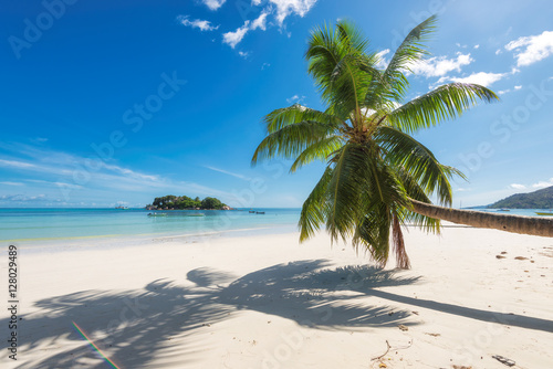 Tropical beach with palm tree