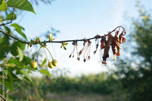 Monilinia laxa on cherries