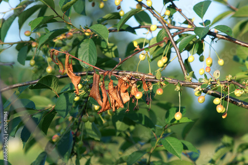 Monilinia laxa on cherries