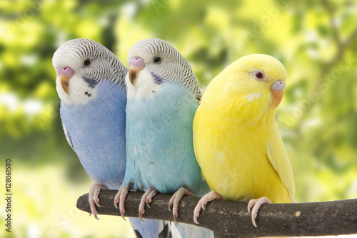 three budgies are in the roost