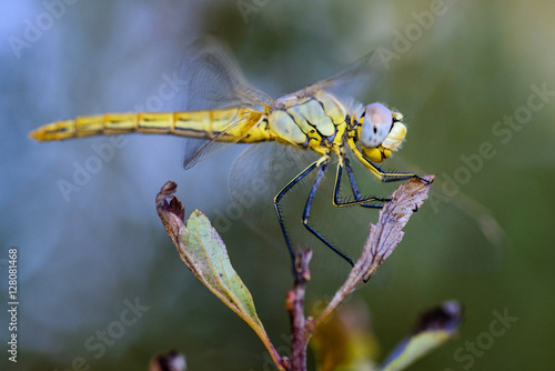 Dragonfly / Dragonfly Photography / Close-up Photography Dragonfly