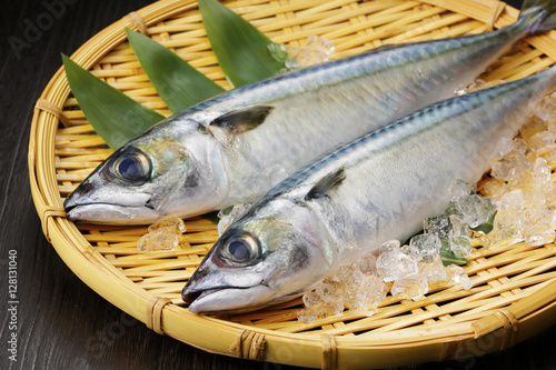 鯖 Mackerel