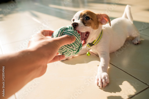 dog baby Jack russell terrier playing ball, Jack russell terrier
