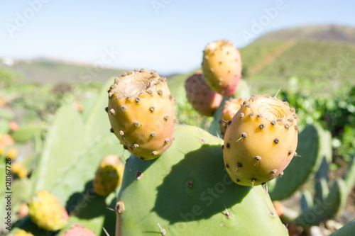 Higo picón o tuno de Lanzarote