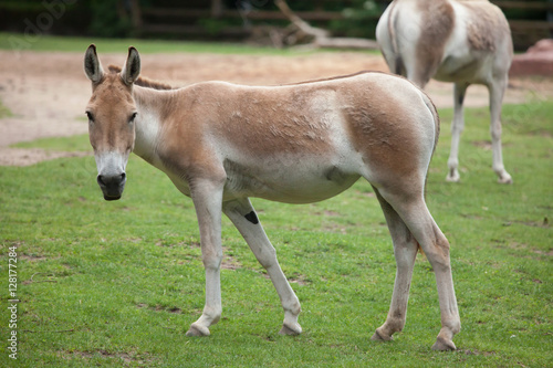 Turkmenian kulan (Equus hemionus kulan).