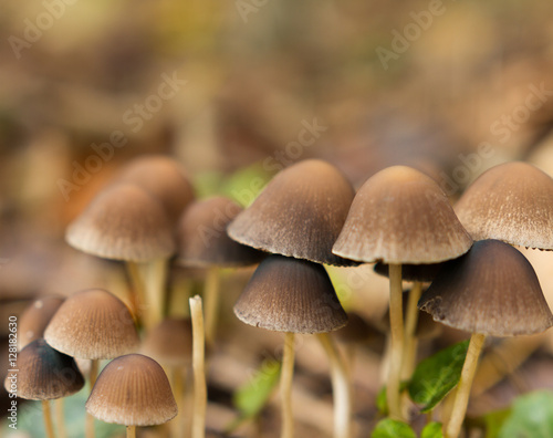 Brown wild mushrooms in a park in late autumn