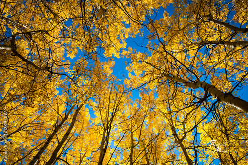 Aspen Grove Fall Colors