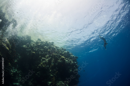 Freediver porusza się pod wodą wzdłuż rafy koralowej
