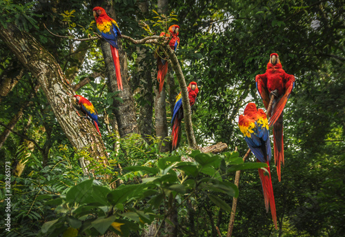Scarlet macaws in a tree
