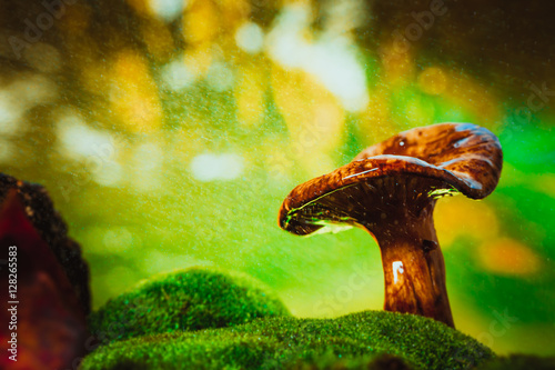 fresh chanterelle mushroom growing in the woods on moss under rain