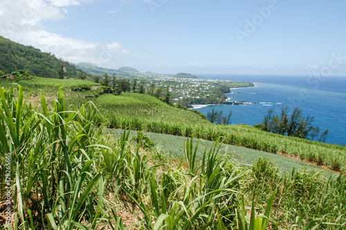 Landscape of sugar cane field on the coast of La Reunion