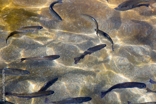 Distorted trout swimming in clear water at a fish hatchery