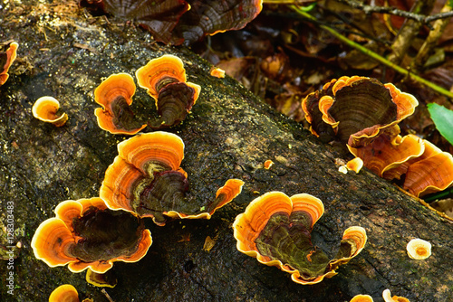 Ganoderma lingzhi mushroom growing on driffwood in nature