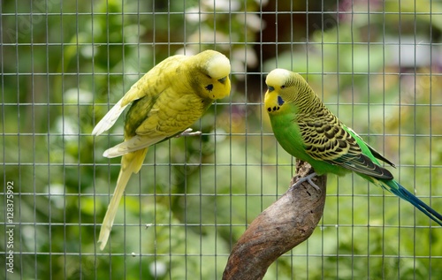 budgies Melopsittacus Undulates in a garden aviary