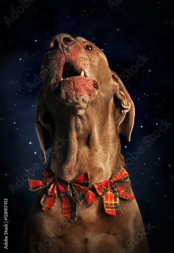 Boże Narodzenie - śpiewający pies