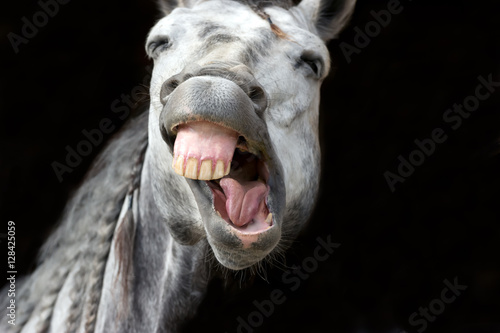 Horse Funny Animal Silly Crazy Happy Laugh Laughing Cute Hilarious Face