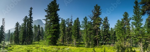 mountains and coniferous forest