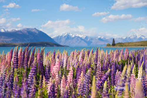 Beautiful lupine flower in Lake Tekapo, New Zealand