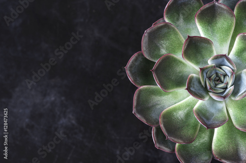 close up view of symmetry succulent plant on black desk 