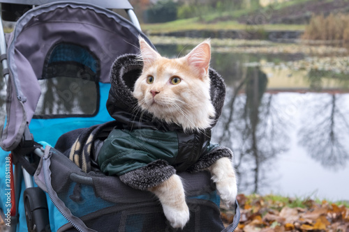 Cat in a stroller on a trip dressed in jacket