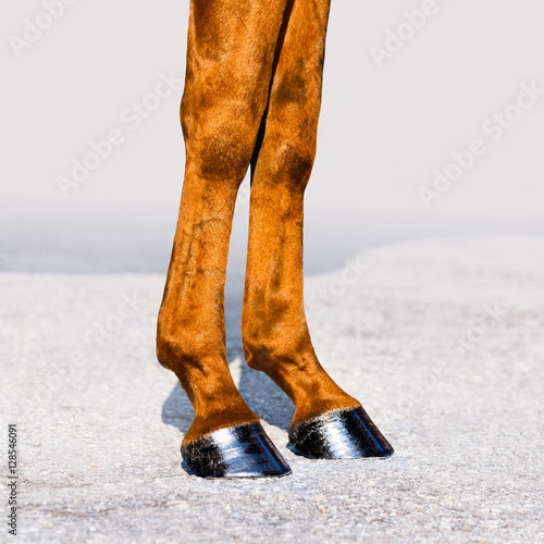 Horse legs with hooves close-up. Skin of chestnut horse. Square format.