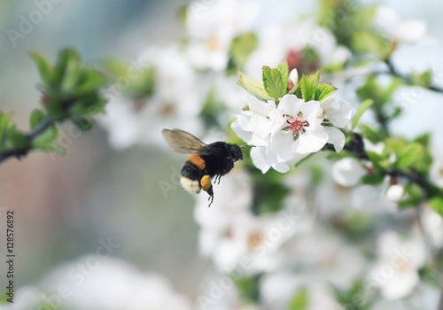  shaggy bumblebee flying toward a blossoming branch of Apple tree in spring garden