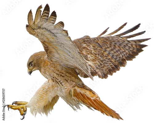 Red tail hawk landing attack hand draw and paint vector illustration.