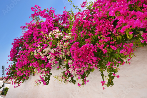 pink bougainvillea flower at a Sifnos island Greece