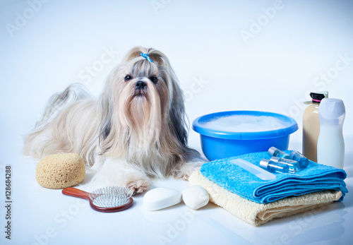 Shih tzu dog washing