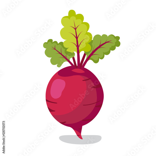 Fresh beet with leaf. Vector illustration. Isolated white background. Natural Root. Vegetable Ingredient for food