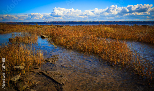 Plants Along The River Banks