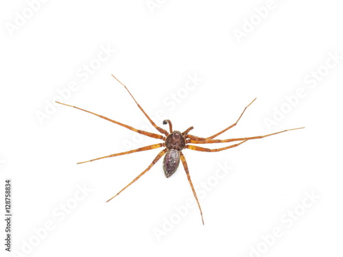 Philodromus spider isolated on white background