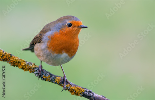 European robin posing on a lichen perch