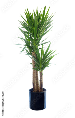 Potted Thorn Less Yucca Isolated, on White