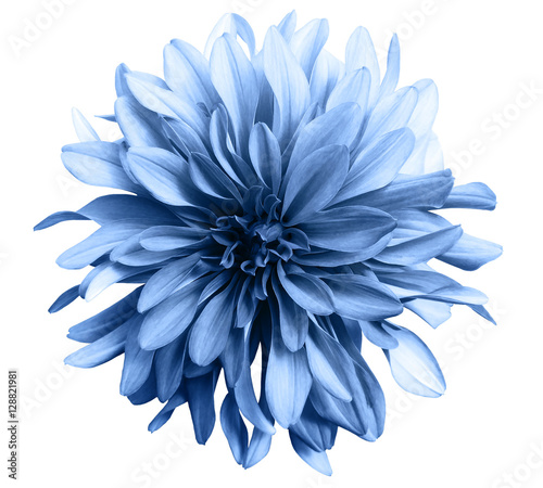 light blue flower on a white background isolated with clipping path. Closeup. big shaggy flower. for design. Dahlia.